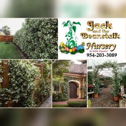 Confederate Jasmin Plant Perfume For Mothers Day 3gal