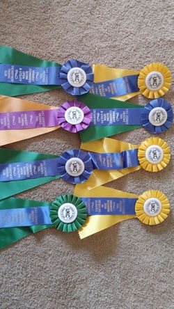 Old dog show ribbons
