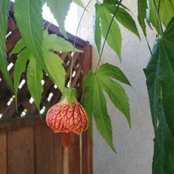 Large Chinese Lantern