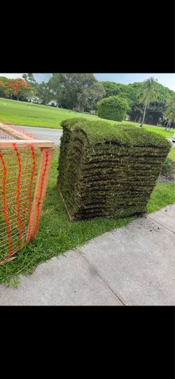 Palmetto sod