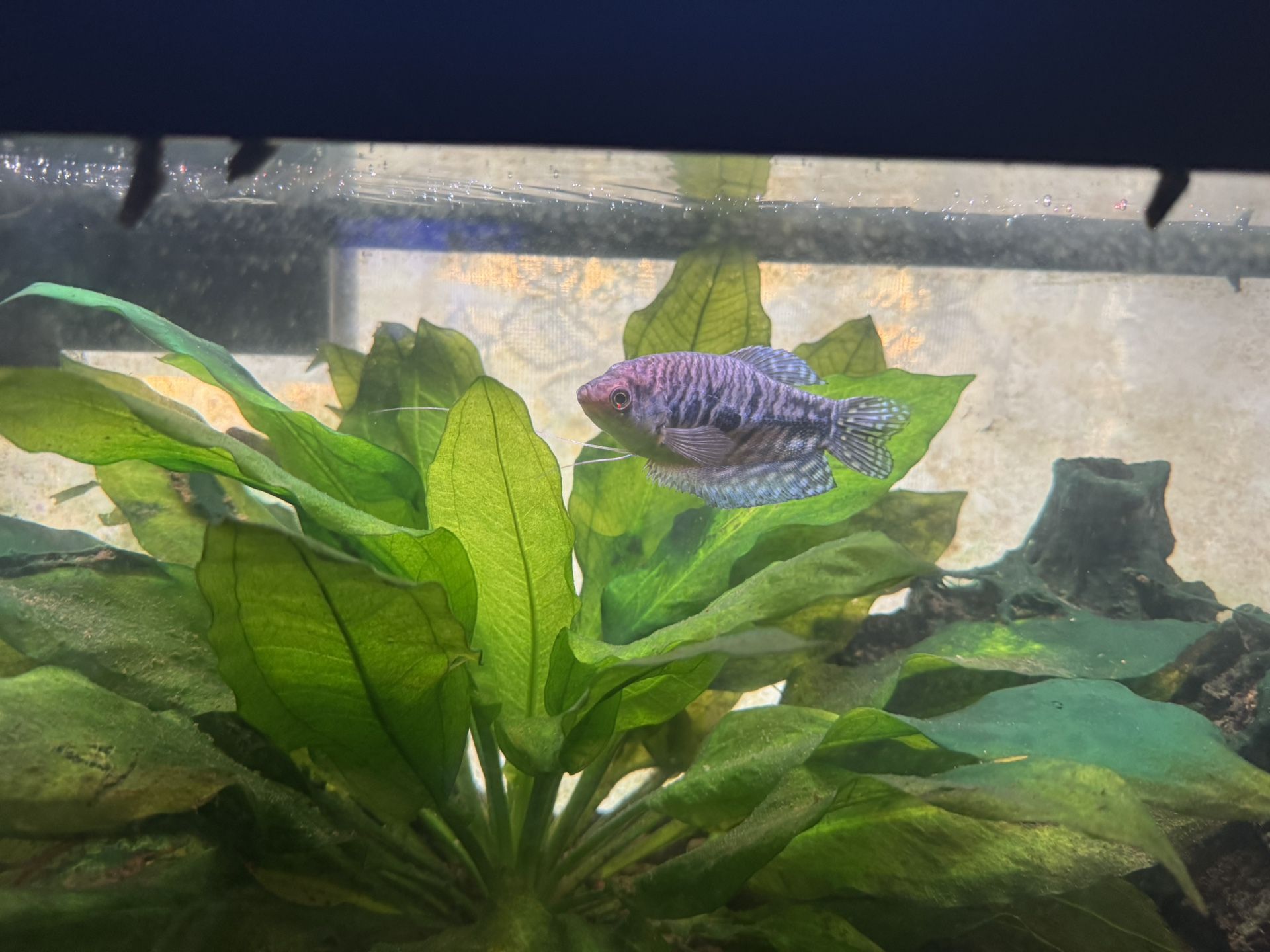 2 Year Old Gourami Too Big For My Tank