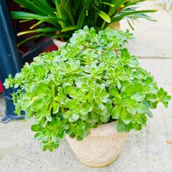 Big Clusters Of Green Aeonium Succulent Plants- Very Easy To Grow, In Light Fiberglass Pot