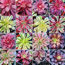 Aeonium Red Witch Korean Imported Succulent Plant, In 4 Inch Pot Pick Up  Only