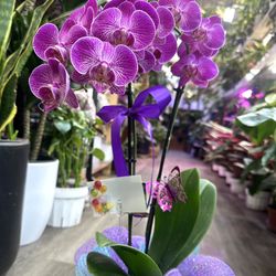 Orchids For The Holidays From $28 And Up 