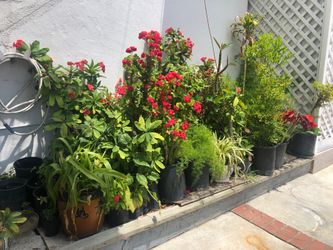 Various nursery plants green thumb plants landscape crown of thorns plumeria starting at $1