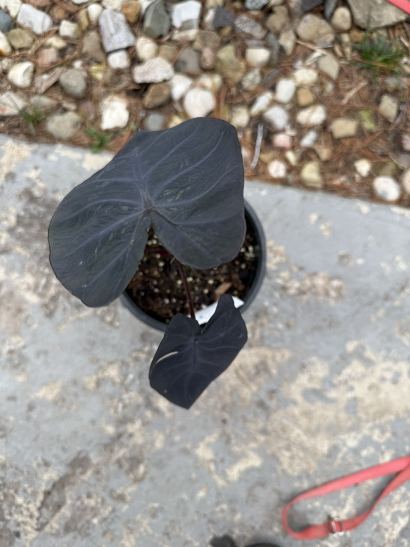Black Elephant Ear