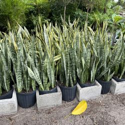 Zeylanica & Laurentii Snake Plants In 3 gls Pot. SPECIAL PRICE 🤩