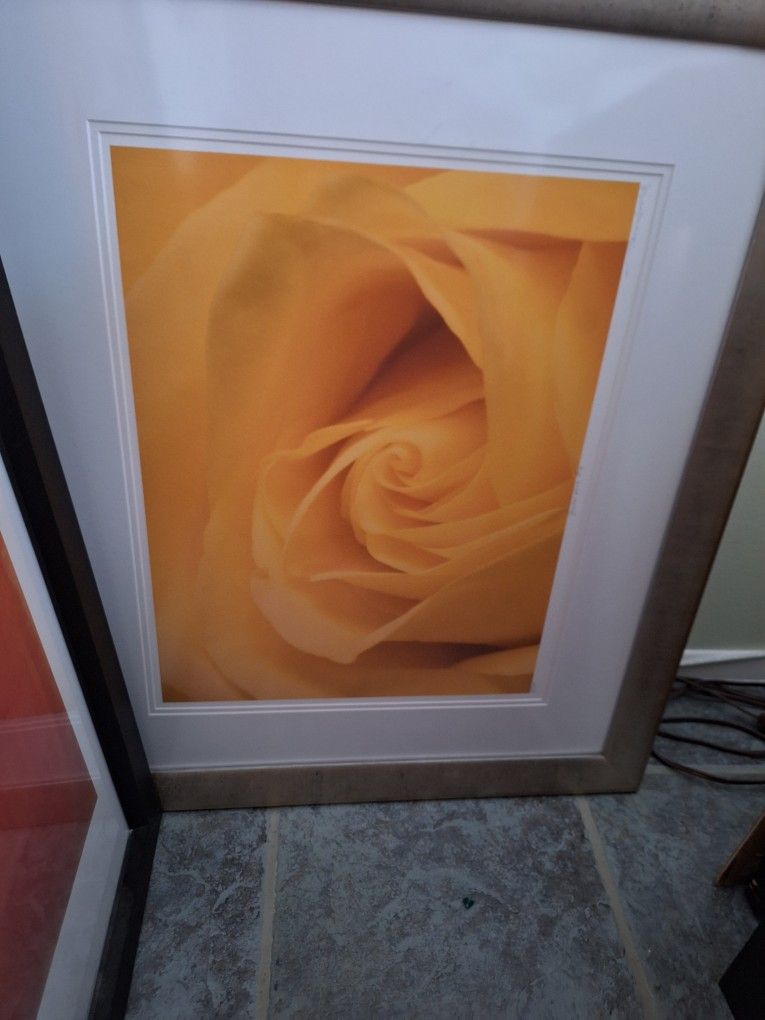 Yellow Rose Framed