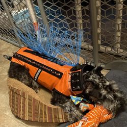 Dog Predator Vest