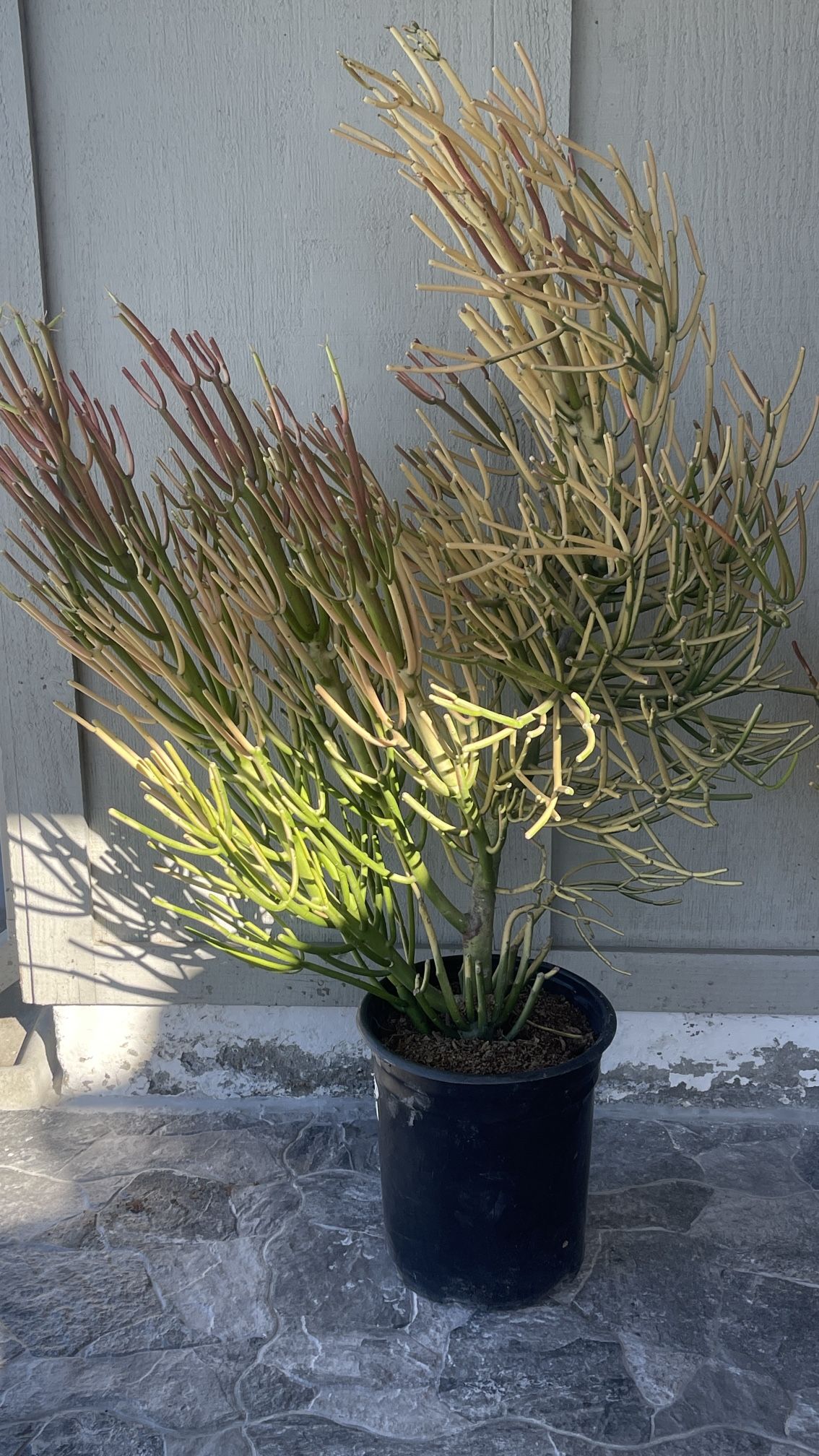 Fire Plants For Sale