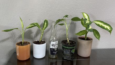 House Plants