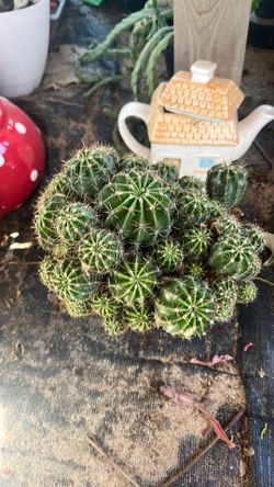 Cactus succulent
