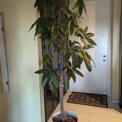 Tall Floor Plant