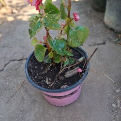 Begonia 
