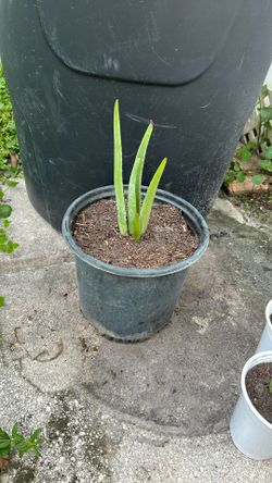 Aloe Vera