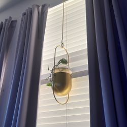 Hanging Plant