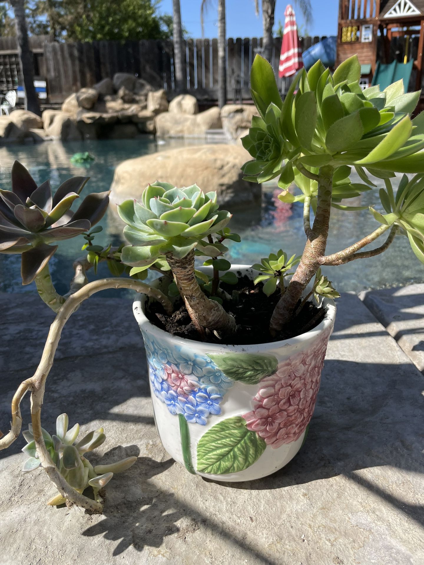 Ceramic Flower Pot With Succulents 5 1/2’ Tall