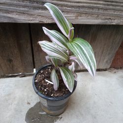 Tradescantia