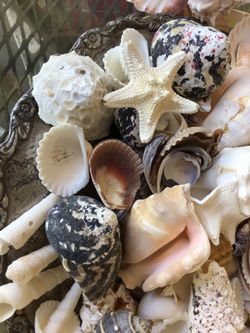 Shells
