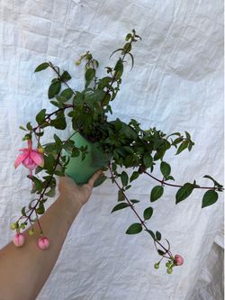 6” Fucshia plant South Gate