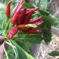 Pepper Plants For Sale