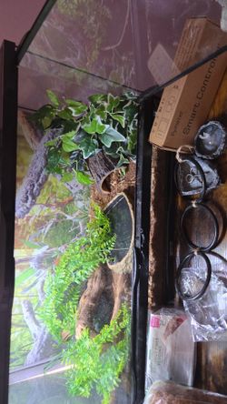 Glass Reptile Terrarium with Decor