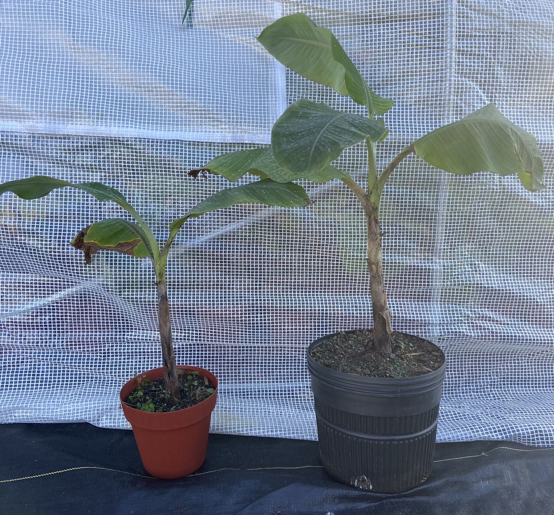 Mata De Plátano Maricongo (Puertorican Plantain Tree)