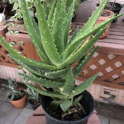 Aloe Crosby’s Prolific Plant