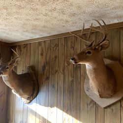 Two Mounted Bucks 9 Pointers 