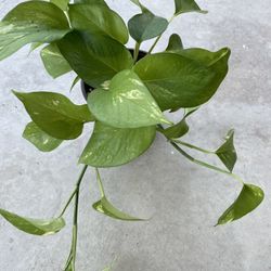 Golden Pothos House Plant