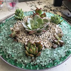Succulents 
