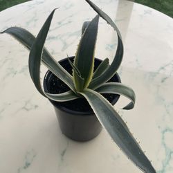 Agave Americana 'Marginata' [Variegated Century Plant] (Indoor / Outdoor Live Plant)