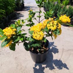 Ixoras Plants Amarillas 3gallon 