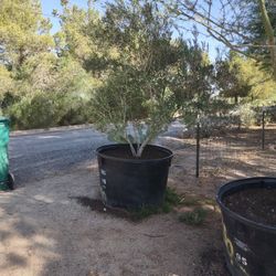 Fruitless Olive Trees