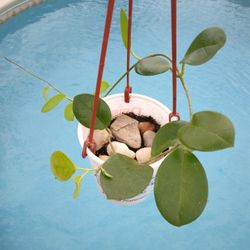 Hoya Australis $20 -Ship $7 -White Fragrant Flowers 