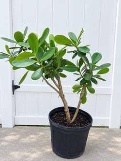 CLUSIA PLANT 🪴 POT INCLUDED