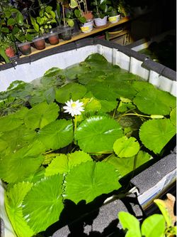 water lilies