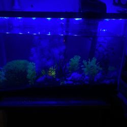 20 Gallon Fish Tank