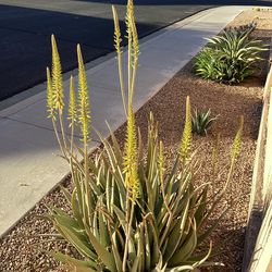 Aloe Vera (Aloe Vera) - Pups