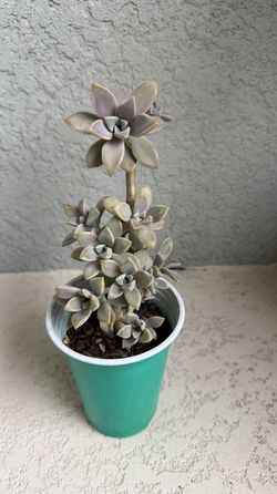 Graptopetalum  paraguayense  plant