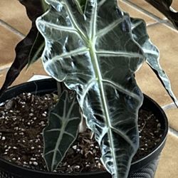Alocasia Jacklyn And Amazonica Corms