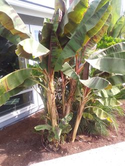 Banana plant