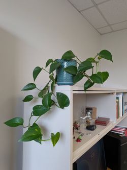 Pothos plant in ceramic pot