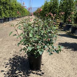 Rose Leaf Sage (Salvia involucrata) in 5-Gallon Pots