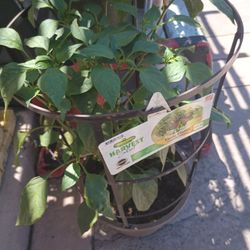 Plants