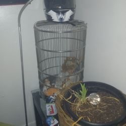 Bird Cage 