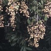 Longan Trees