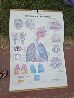 Chart Of Respiratory System