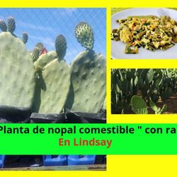 Planta De Nopal  Comestible "Con Raiz"