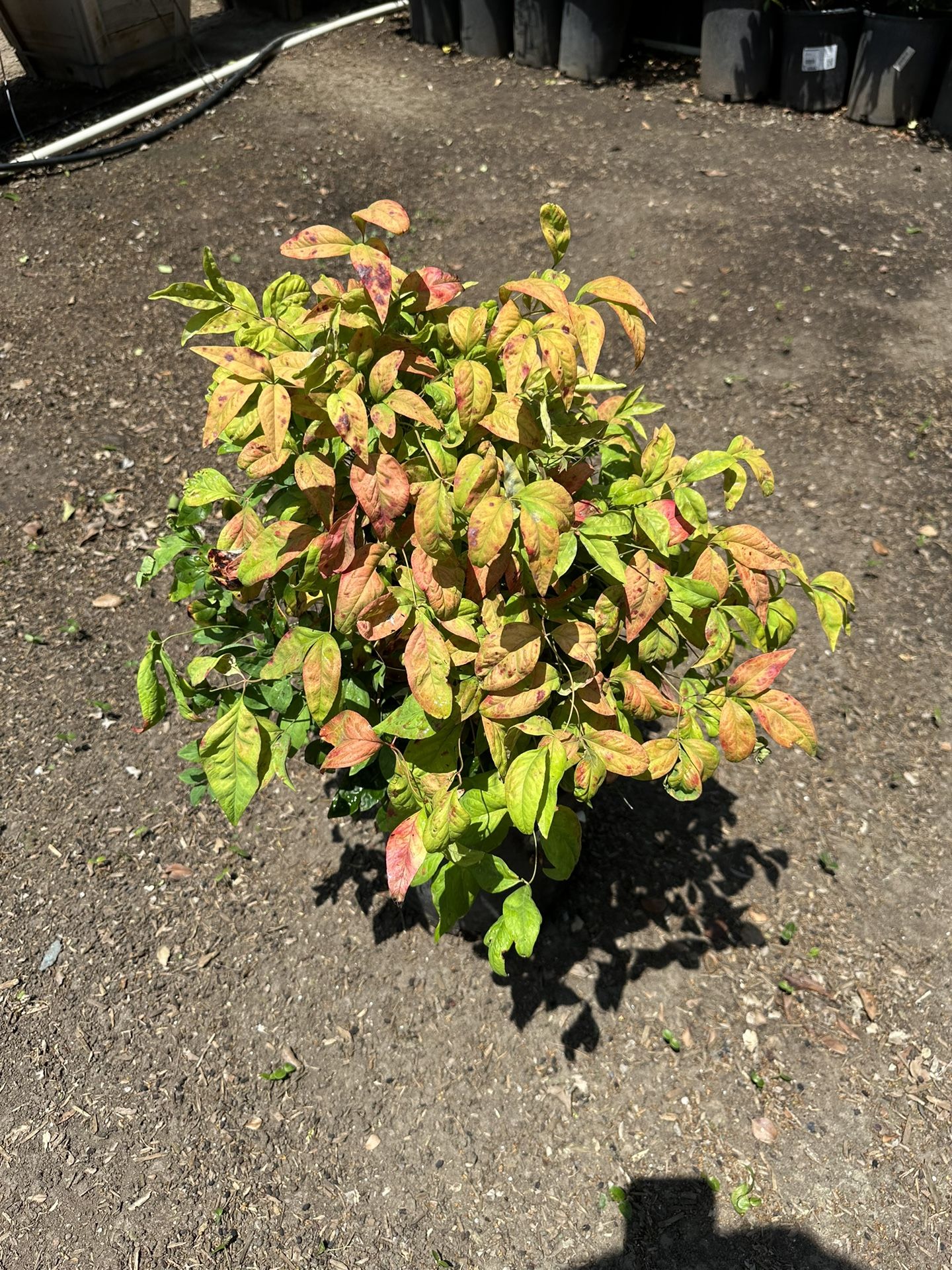 Nandina Nana